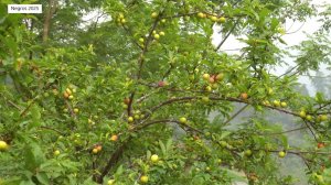 Дорис 49. Дорис собирает сливы, продает их на рынке и на часть денег покупает товары в супермаркете.