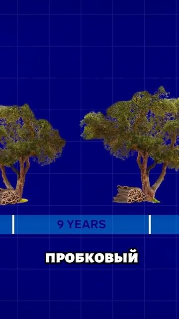 Дерево, которое собирают раз в 9 лет 🌳 🍾 😲 #факты смотреть онлайн