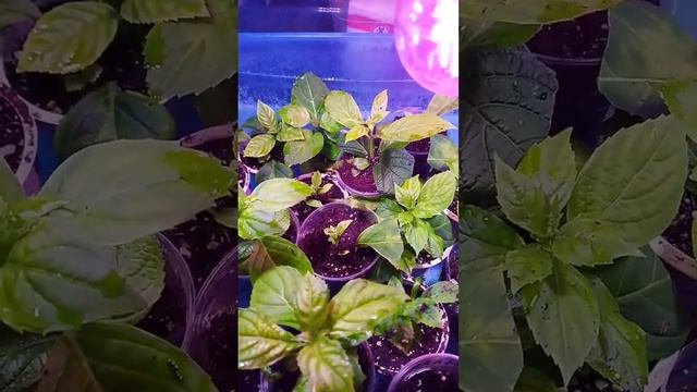 Черенкование гортензии крупнолистной #гортензия #цве?