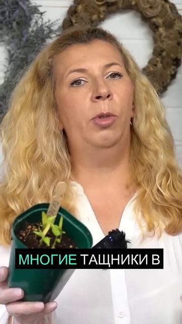 Опасности некачественных грунтов для рассады! ⚠️ смотреть онлайн