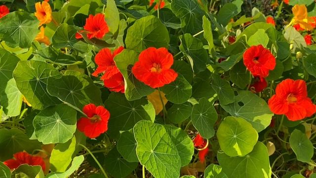 Настурция / цветы / видеофон / заставка / футаж смотреть онлайн