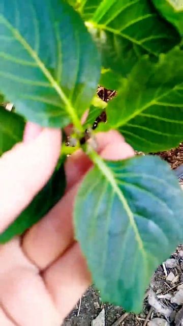 Если подкормить гортензию по листу комплексом 18/18/18 + б