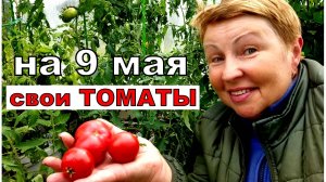 Томаты поспели на 9 мая в теплице. Растут не в грядке. Почему и как выращиваю_