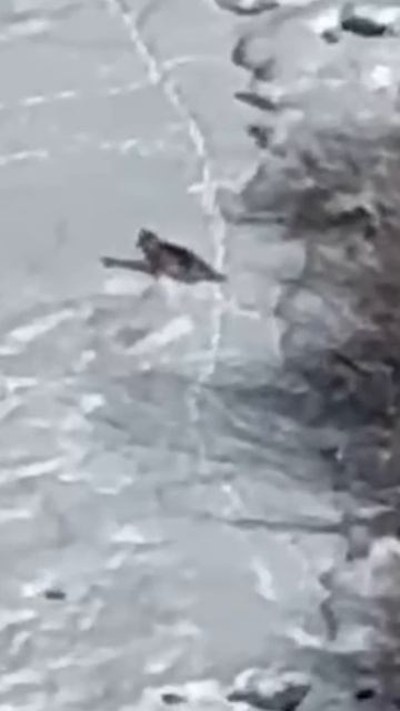 Есть этому объяснение?! #mountains #весенняяохота #загонная смотреть онлайн