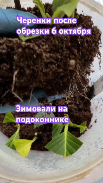 Гортензия 🌸Черенки без хлопот🌱100% укоренение 11.01.25