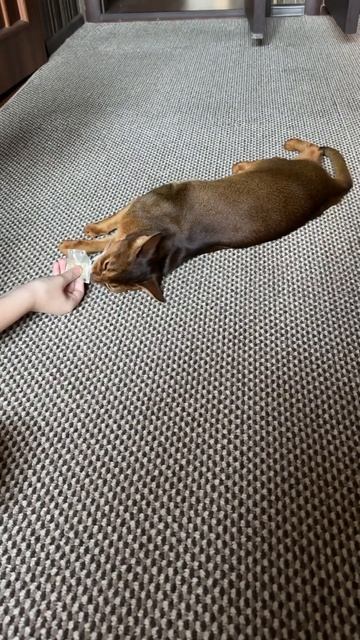 #вкуснятина #боярышник #cat #kitten #catlover #abyssiniancats #funny #funnyvideo смотреть онлайн