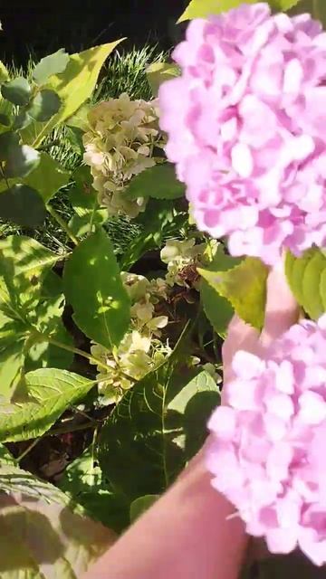 Гортензия Вечное Лето #гортензия #гортензияметельчат?
