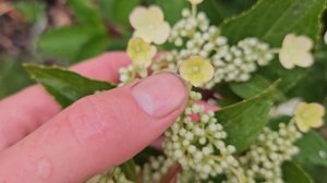 Гортензия EARLY HARRY или Ранний Гарри. 14 июля 2024