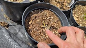 Не просыпается гортензия, определяем живая ли🌸16.05.2023