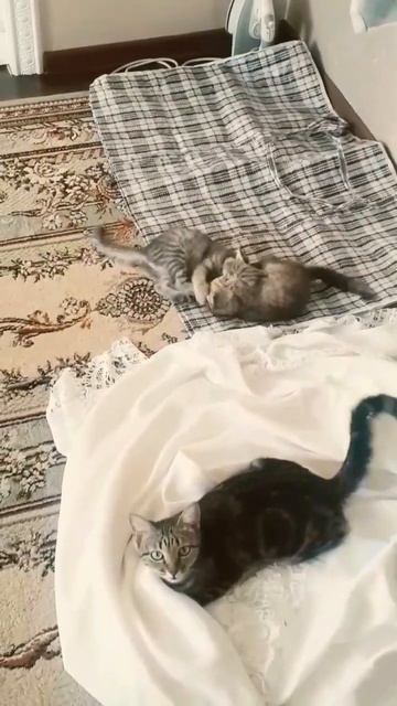 Милашки когда есть кошки дома становятся лучше) смотреть онлайн