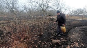 Обработка КИПЯТКОМ кустов смородины ранней весной от