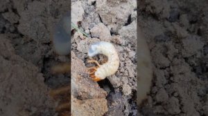 майский жук личинка и медведка. Как вы думает это. так ?