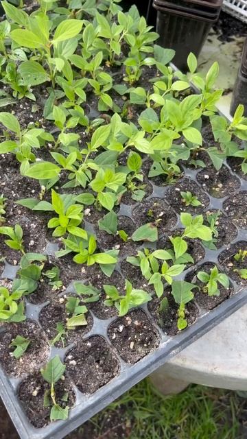 Будни садовода👩🏼🌾Перевалка гортензии 📦Доставк?