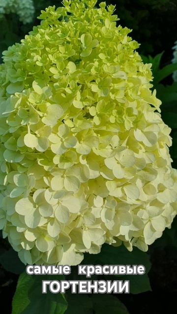 Самые красивые цветы#метельчатаягортензия #саженцыго смотреть онлайн