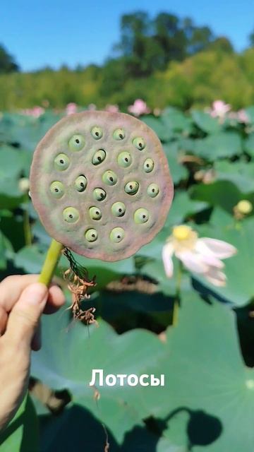 Лотосы Краснодарский край - кстати! рвать нужно! огран? смотреть онлайн