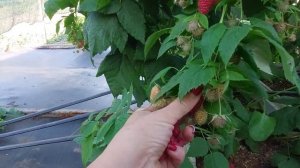 Малина Халлей