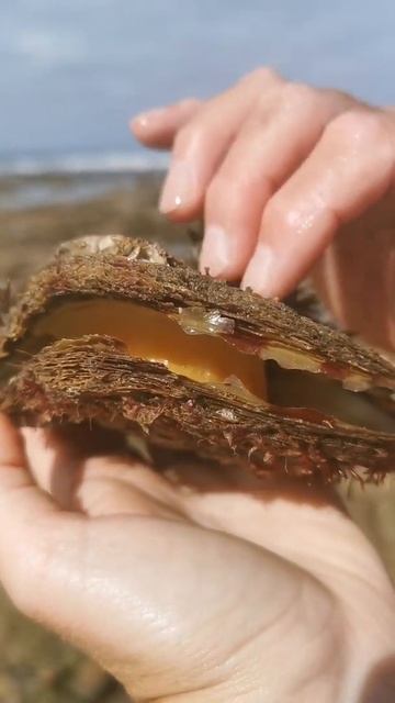 Устрицы Южной Африки! смотреть онлайн