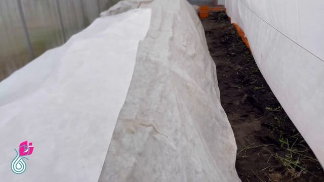 🪴КАК ЗИМУЮТ МОИ КРУПНОЛИСТНЫЕ ГОРТЕНЗИИ В НЕОТАПЛИВ?