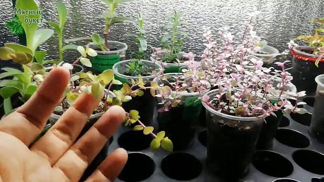 О лампах для растений смотреть онлайн