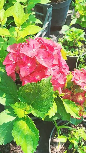гортензія широколиста Hi Fire #декор_сад #decorsad #Hydrangea смотреть онлайн