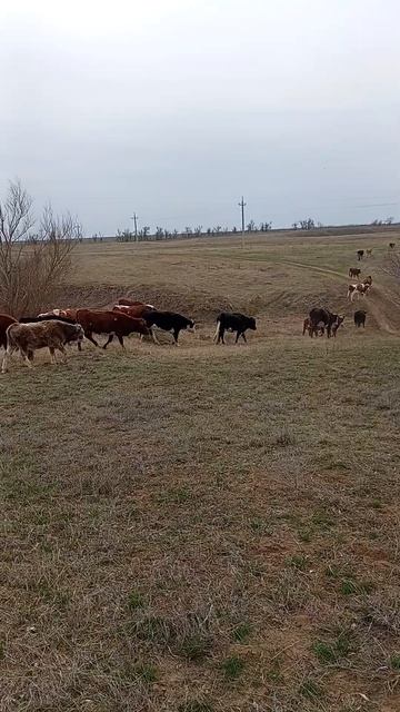 Захотели пить🐮Ничего не имею против🤷Коровки сами и? смотреть онлайн