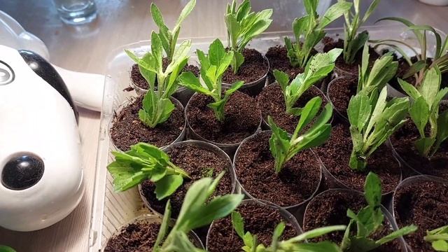 Как укоренить астру китайскую. Мультифлора. Черенков? смотреть онлайн