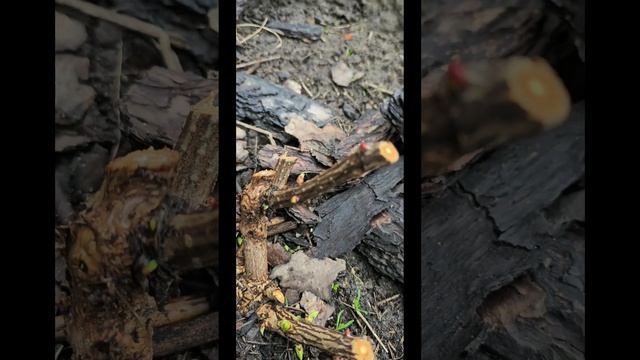 Обзор метельчатых гортензии. гортензии проснулись. #В? смотреть онлайн