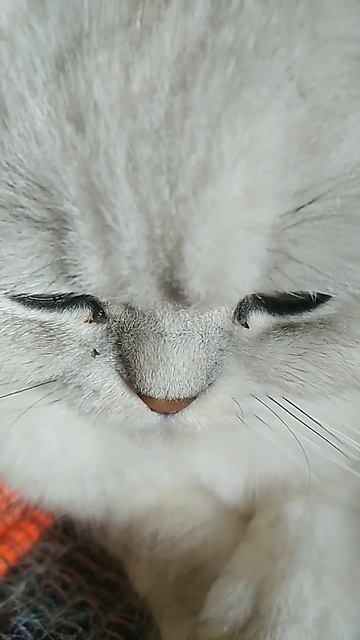 У меня есть вкусная конфетка😄 смотреть онлайн