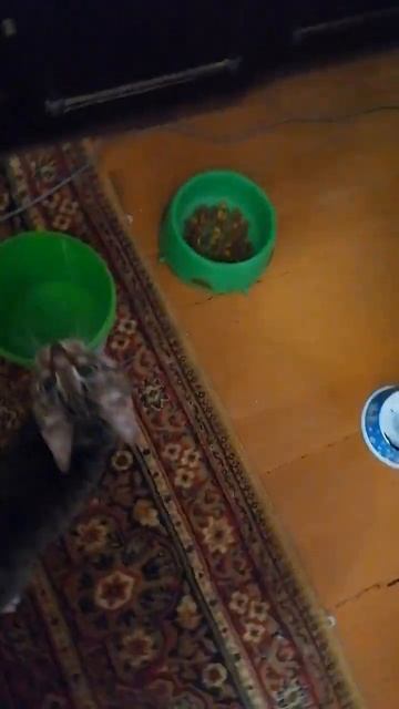 Липа просит есть 1 смотреть онлайн