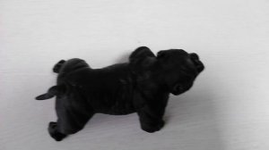 Американский булли