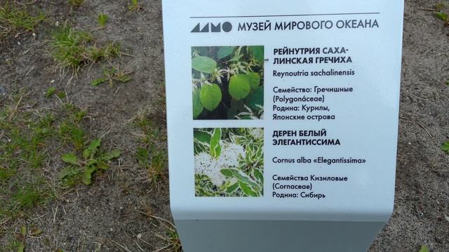 Калининград смотреть онлайн