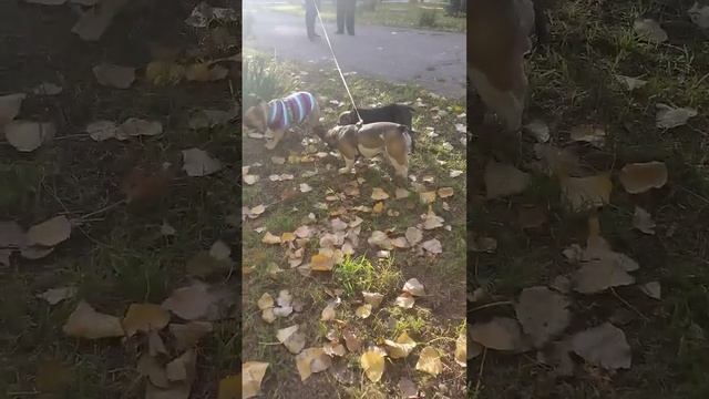 В КАЖДОМ МАЛЕНЬКОМ РЕБЁНКЕ ЕСТЬ ВЗРЫВЧАТКИ ПОЛ КИЛО🤣 смотреть онлайн