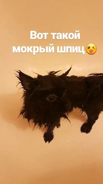 Мокрый шпиц смотреть онлайн