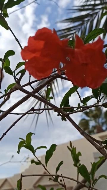 Как цветет гранат смотреть онлайн