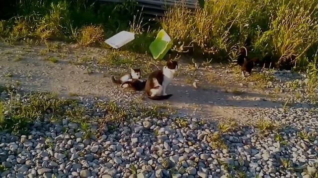 Жестокие бои маленьких катят на дороге смотреть онлайн