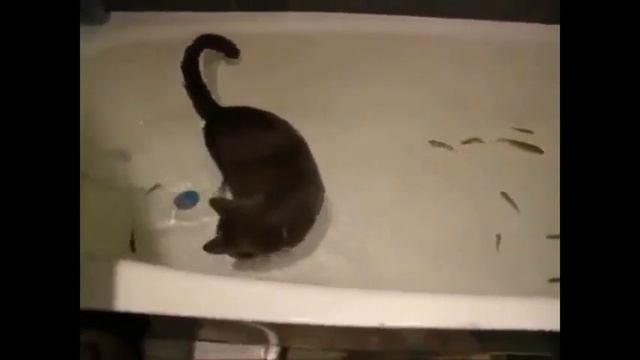 Приколы с кошками!Уморительные кошки и котята!Это надо видеть! смотреть онлайн