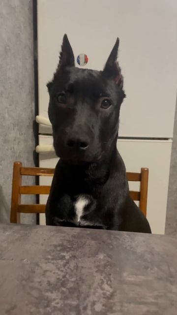 Он думает,что он человек?😐 #лайк #подпишись #ютуб #соба смотреть онлайн