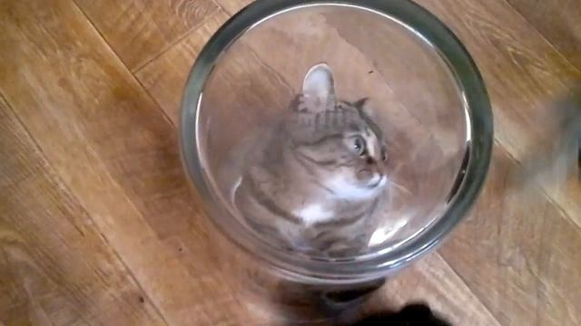 кот под колпаком, часть 1 смотреть онлайн