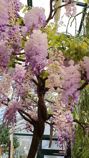 #Глициния смотреть онлайн