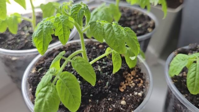 1 КАПЛЯ — И РАССАДА ТОЛСТЕЕТ! Урожайность зашкаливает, корни растут как бешеные! смотреть онлайн