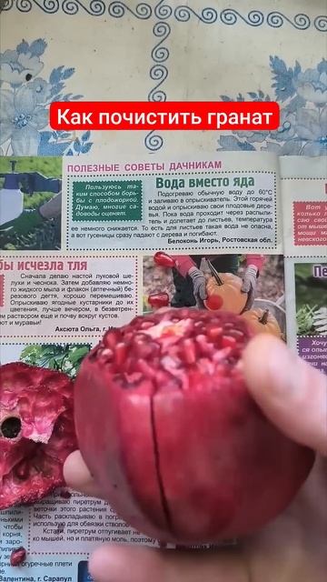 Как почистить гранат гранат #рецепт #урожай фрукты смотреть онлайн