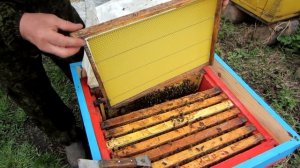 ПЕРВОЕ ВЕСЕННЕЕ РАСШИРЕНИЕ ПЧЕЛИНЫХ ГНЁЗД ВОЩИНОЙ🔥🔥🔥