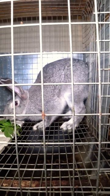 Влияние мяты на мясо кроликов #кролики смотреть онлайн