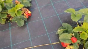 Клубника Цунаки  в Ягодном Подворье