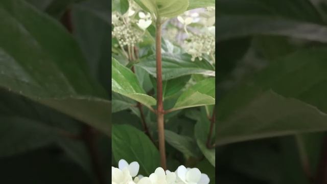 #садовыерастения #пышноецветение #гортензия #метельча