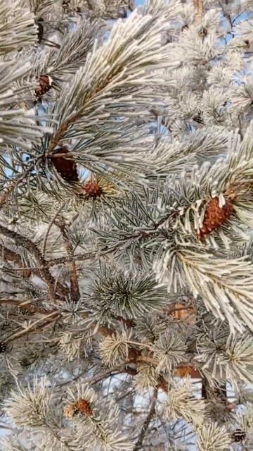 Зимний лес🌲 #зима #елка #новыйгод #настроение #зимний? смотреть онлайн