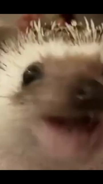 боярышник форте эвалар #Shorts #ёжик #приколы