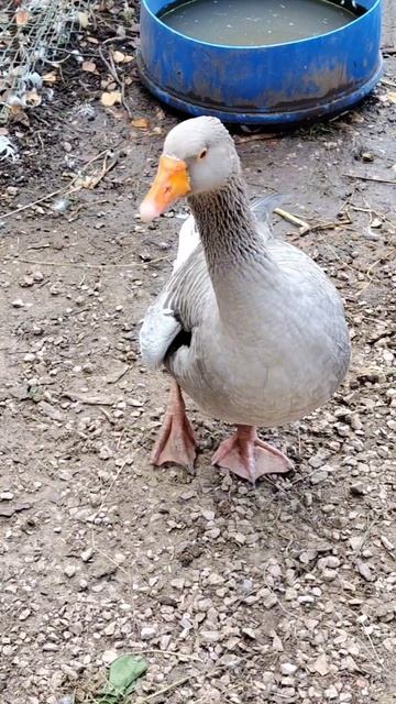 Паша не хочет быть Пашей))) #гусь #animals #приколы смотреть онлайн