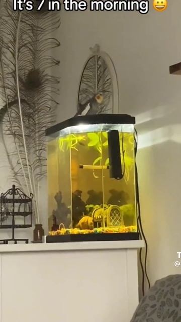 у него явно есть вкус. #shorts #свист #навалил #животные #по смотреть онлайн