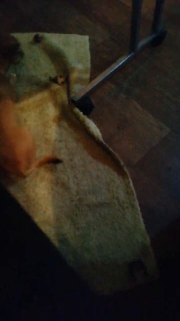 щенок чихуахуа есть соленый огурец смотреть онлайн